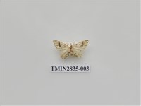 藏品(尺蛾535)的圖片